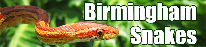 Birmingham snake